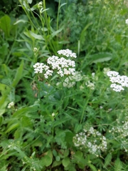 Achillea millefolium