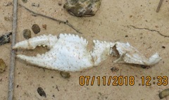 Fallicambarus houstonensis