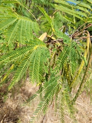 Leucaena pulverulenta