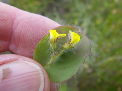 Aspalathus perfoliata