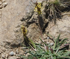 Plantago alpina