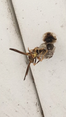 Mischocyttarus mexicanus