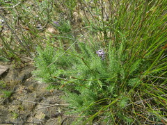 Aspalathus cephalotes