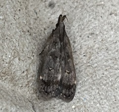 Dichomeris juncidella