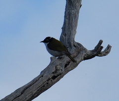 Melithreptus chloropsis