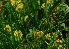 Tofieldia calyculata