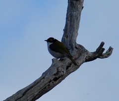 Melithreptus chloropsis
