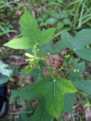 Cnidoscolus stimulosus