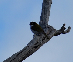 Melithreptus chloropsis