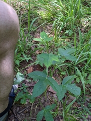 Cnidoscolus stimulosus