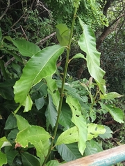 Castanopsis fissa