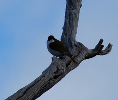 Melithreptus chloropsis