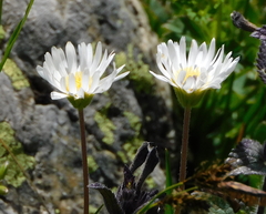 Aster bellidiastrum