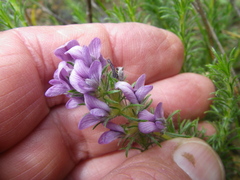 Aspalathus cephalotes
