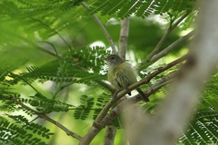 Vireo latimeri