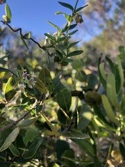 Astephanus triflorus