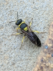 Hylaeus pictus