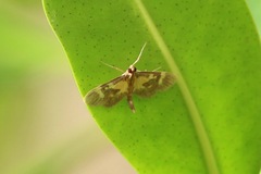 Lypotigris fusalis