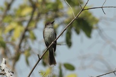 Myiarchus antillarum