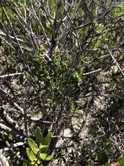Astephanus triflorus