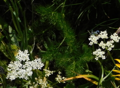 Meum athamanticum