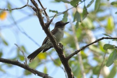 Myiarchus antillarum