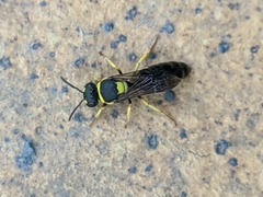 Hylaeus pictus