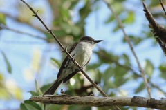 Myiarchus antillarum