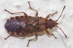 Orsillus depressus
