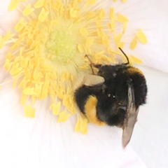 Bombus