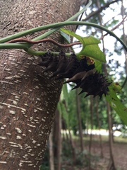 Troides helena cerberus