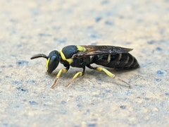 Hylaeus pictus
