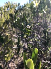 Astephanus triflorus