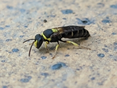Hylaeus pictus