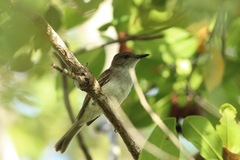 Myiarchus antillarum