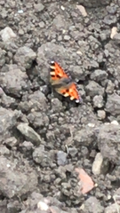 Aglais urticae