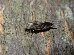 Nimbopsocus australis