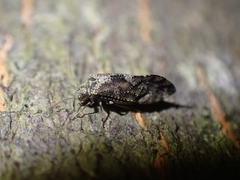 Nimbopsocus australis