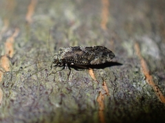 Nimbopsocus australis