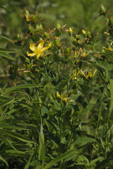 Hypericum ascyron