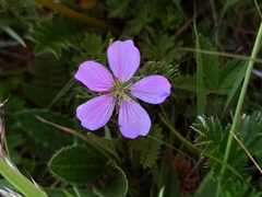 Geranium pylzowianum