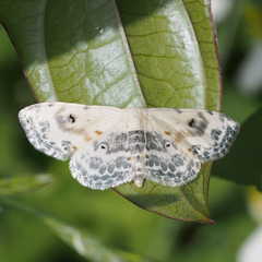 Scopula indicataria