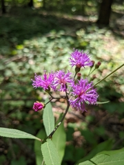 Vernonia flaccidifolia