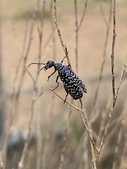 Epicauta maculata-group