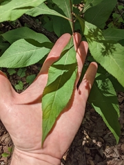 Vernonia flaccidifolia