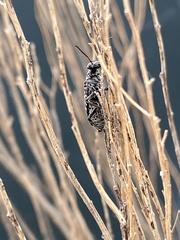 Epicauta maculata-group