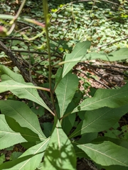 Vernonia flaccidifolia