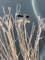 Epicauta maculata-group