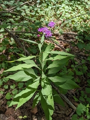 Vernonia flaccidifolia