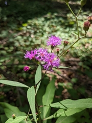 Vernonia flaccidifolia